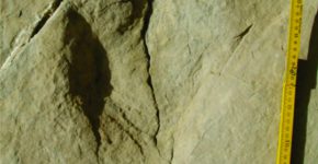 Huella de terópodo preservada en depósitos marino marginales, Cretácico Temprano de la Cuenca Neuquina.