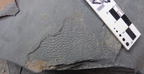 Matas microbianas fosilizadas en la Formación Río Seco de los Castaños (Silúrico), Cañon del Atuel.