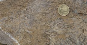 Concentración fósil de crinoideos pedunculados. Vista en planta. Formación Agrio, Miembro Pilmatué, Valanginiano tardío. Localidad: Cerro Mesa, Neuquén.