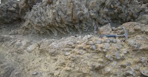 Corales coloniales en posición de vida. Vista en corte transversal. Formación Agrio, Miembro Agua de la Mula, Hauteriviano tardío. Localidad: Agua de la Mula, Neuquén.