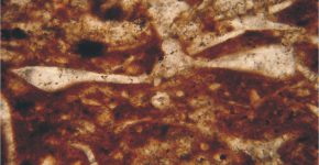 Placa secundibraquial de un microcrinoideos saccocómidos (Saccocoma sp.). Formación Vaca Muerta.