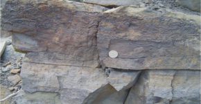 Concentración fósil formada por moluscos bivalvos en depósitos marinos de la Formación Bardas Blancas.