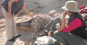 Restos de troncos en sedimentitas triásicas del área de Paramillos de Uspallata (Cuenca Cuyana, Mendoza)