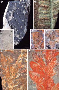 Fósiles de plantas comprimidas e impresas de la Formación Pedra de Fogo.