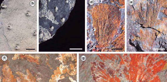 Fósiles de plantas comprimidas e impresas de la Formación Pedra de Fogo.