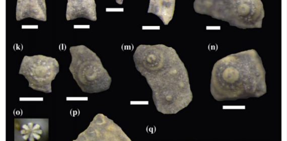 Elementos de equinoideos en el Miembro Pilmatué de la Formación Agrio.