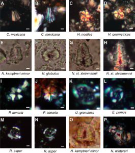 Nanofósiles clcáreos representativos de la localidad de Mazatepec, México.