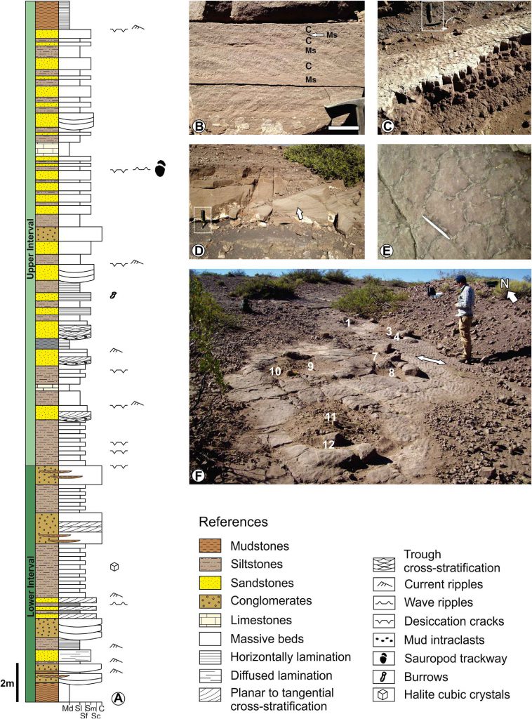 Sección esquemática de la parte inferior de la Formación Candeleros y ejemplos de las diferentes litologías y huellas de saurópodos.