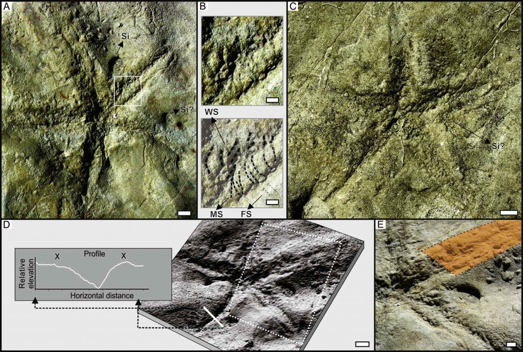 Fotografías de campo de los Asteriacites y análisis de las imágenes utilizadas para su descripción.