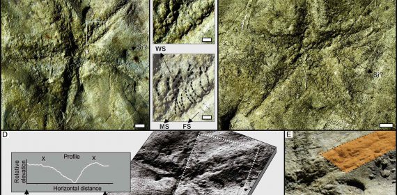 Fotografías de campo de los Asteriacites y análisis de las imágenes utilizadas para su descripción.