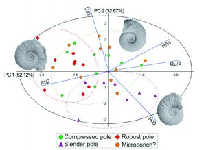 Resultado del Análisis de Componentes Principales (PCA) de la variables de ornamentación y conchilla de Lytohoplites burckhardti