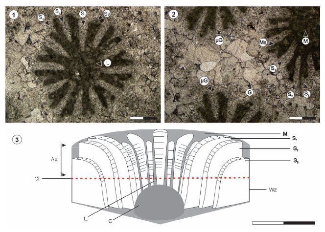 Género Stelidioseris, 1) Microfotografia de un coralito, 2) Detalle de la pared, 3) Esquema de un coralito ideal