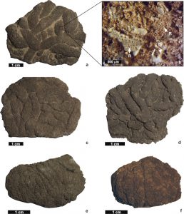 Figura 1: Lumbricaria intestinum preservada como concreciones y detalle de los artejos de saccocómidos que componen al coprolito.