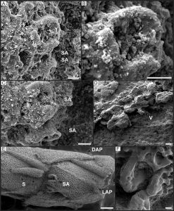 Articulaciones espinales, características de vértebras y comparación con material tipo de Ophiopetra lithographica