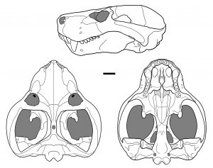 Dibujo lineal del cráneo de Vetusodon