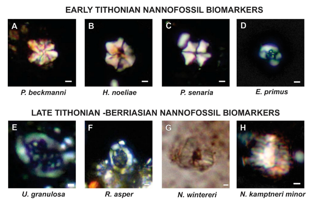Principales nanofósiles biomarcadores de la Formación Vaca Muerta