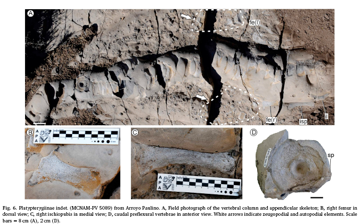 Restos de ictiosaurios de la localidad Arroyo Paulino, Formación Vaca Muerta, Mendoza