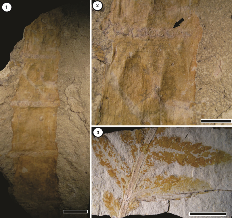 Restos de plantas pertenecientes a los géneros Neocalamites y Cladophlebis, Formación Agua de la Zorra, Triásico Superior, Mendoza
