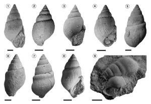 El gastrópodo Paleoanculosa macrochilinoides (Doello-Jurado), Miembro La Tosca, Formación Huitrín, Sierra de Cara Cura