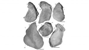 Ejemplares de Aetostreon subsinuatum (Leymerie), Zona de Argentiniceras noduliferum, Berriasiano, Fm Vaca Muerta, Sierra de Cara Cura