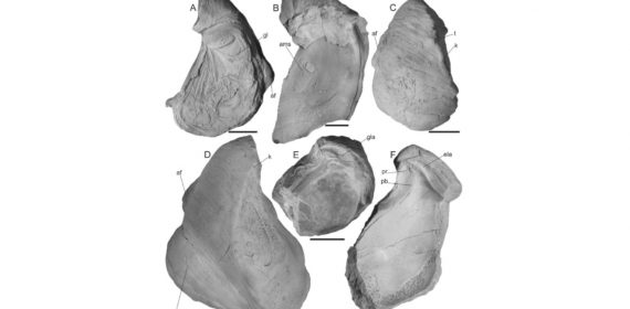 Ejemplares de Aetostreon subsinuatum (Leymerie), Zona de Argentiniceras noduliferum, Berriasiano, Fm Vaca Muerta, Sierra de Cara Cura