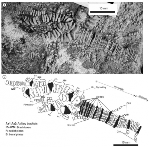 Detalle del holotipo de Isocrinus (C.) covuncoensis, se aprecia la teca, columna y parte basal de la corona