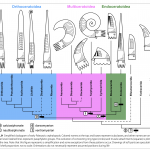 Nuevo esquema clasificatorio para los cefalópodos del Paleozoico temprano