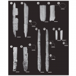 Nuevos belemnites del Tithoniano de la Cuenca Neuquina afines a Madagascar y Etiopía
