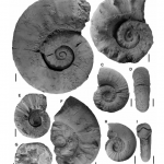 Nuevos amonites de la zona de Paraspiticeras groeberi, Hauteriviano tardío, Formación Agrio, Cuenca Neuquina, Argentina