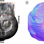 Descubrimiento de mandíbulas de amonites usando reflectance transformation imaging (rti)