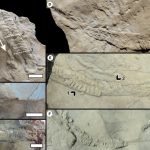 Un análisis micromorfológico de Bolonia lata Meunier del Cretácico de cuenca Neuquina (Patagonia, Argentina): nuevas perspectivas sobre el productor