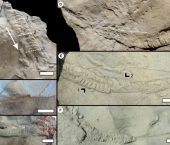 Un análisis micromorfológico de Bolonia lata Meunier del Cretácico de cuenca Neuquina (Patagonia, Argentina): nuevas perspectivas sobre el productor