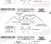 Identificando señales químicas precursoras de erupciones del volcán Peteroa: once años de observaciones