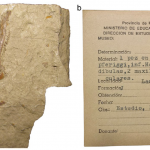 El re-estudio de un pez actinopterigio del Mesozoico indica que su procedencia era errónea