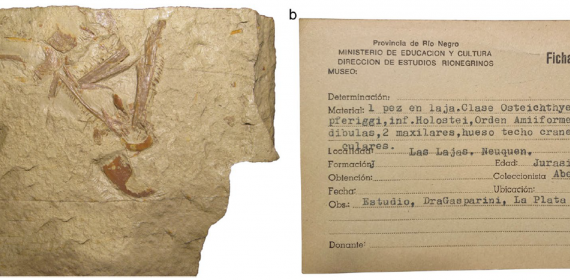 El re-estudio de un pez actinopterigio del Mesozoico indica que su procedencia era errónea