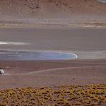 Un nuevo cocodrilo terrestre del Paleoceno temprano en Patagonia y cómo logró sobrevivir a la gran extinción del Cretácico