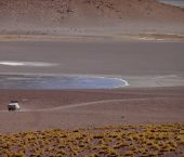 Un nuevo cocodrilo terrestre del Paleoceno temprano en Patagonia y cómo logró sobrevivir a la gran extinción del Cretácico
